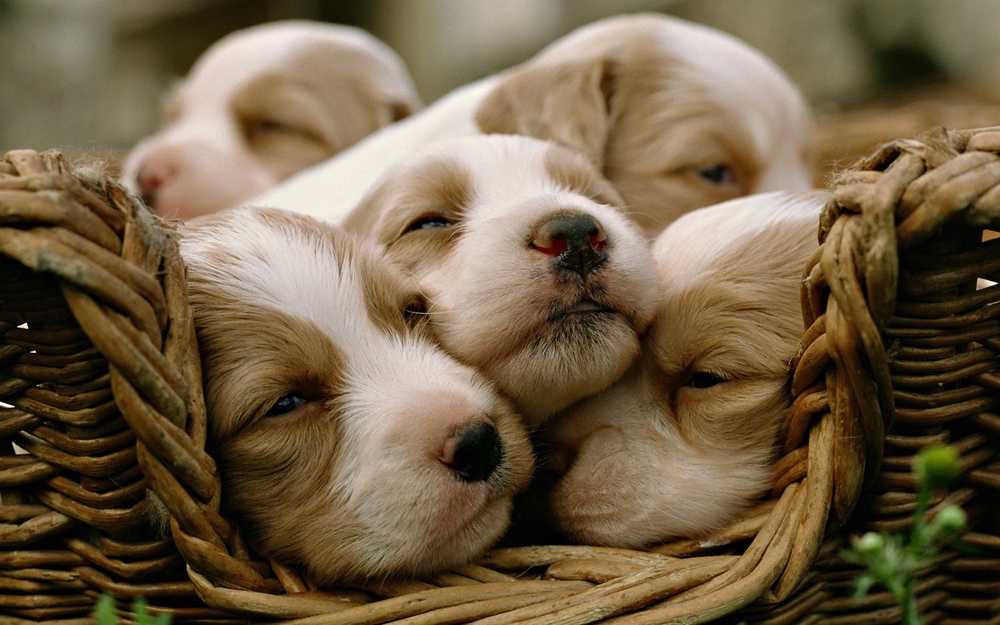 Looking at unique, luxurious or simple dog house designs will help evaluate your dog’s needs and develop your own eco friendly, comfortable and attractive design ideas.
